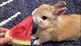 娱乐吃瓜兔子视频大全,盘点热门视频大全 第1张 娱乐吃瓜兔子视频大全,盘点热门视频大全 第1张