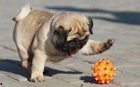 巴哥全新爆料视频播放,独家内幕大公开！  第2张